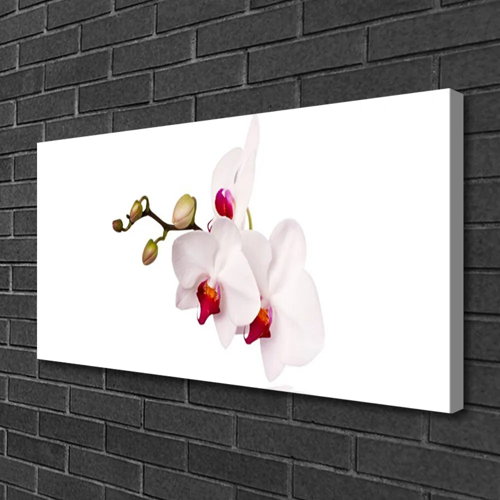 Obraz Canvas Kvety príroda orchidea 120x60 cm