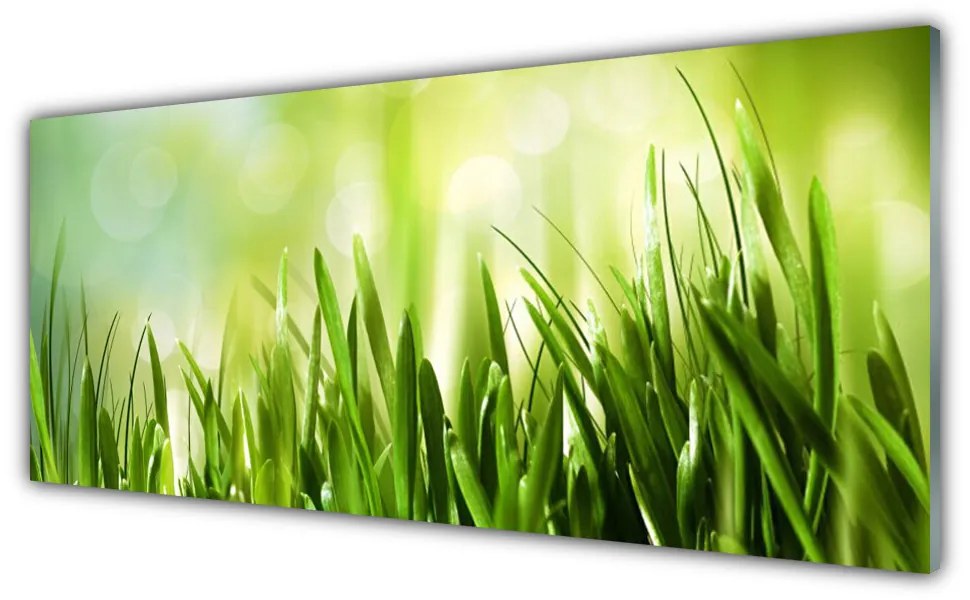 Obraz na akrylátovom skle Tráva príroda 125x50 cm