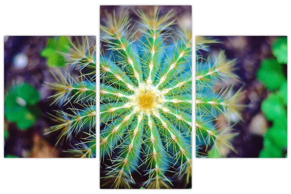 Obraz kaktusu (90x60 cm)