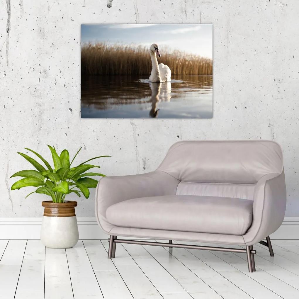 Sklenený obraz labute (70x50 cm)