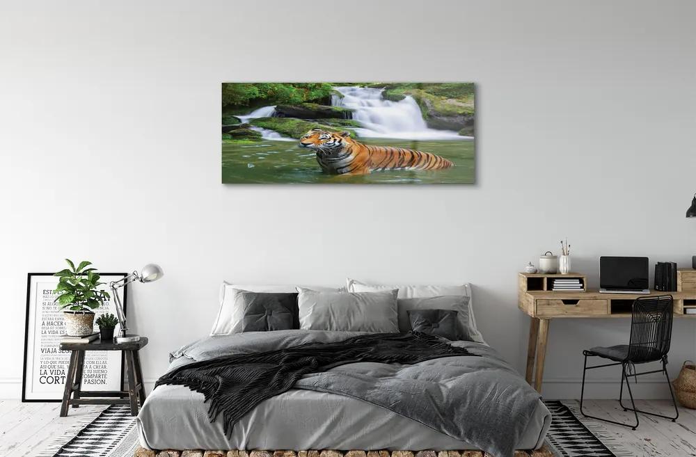 Obraz na akrylátovom skle Tiger vodopád 120x60 cm