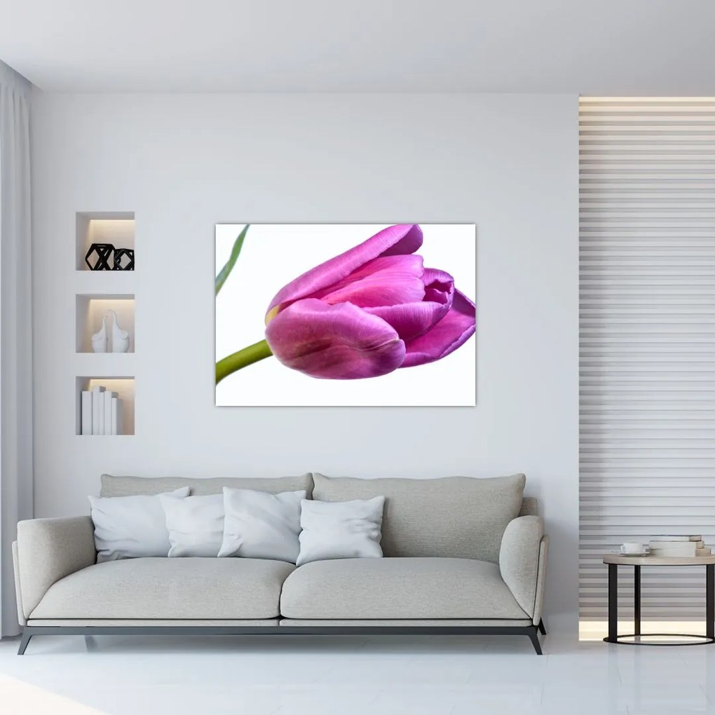 Obraz ružového tulipánu