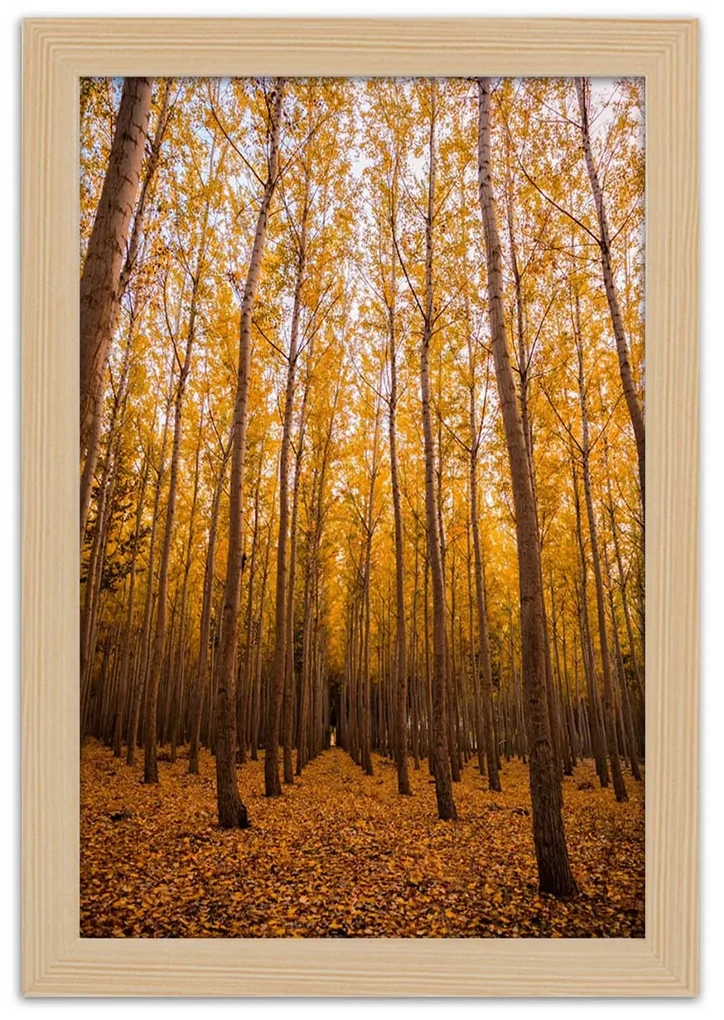 Gario Plagát Zlatý les na jeseň Farba rámu: Bez rámu, Rozmery: 20 x 30 cm