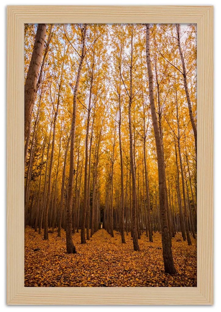 Gario Plagát Zlatý les na jeseň Farba rámu: Čierna, Rozmery: 20 x 30 cm