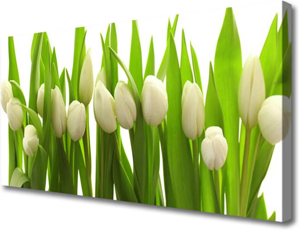 Obraz na plátně Tulipány Kvety Rastlina