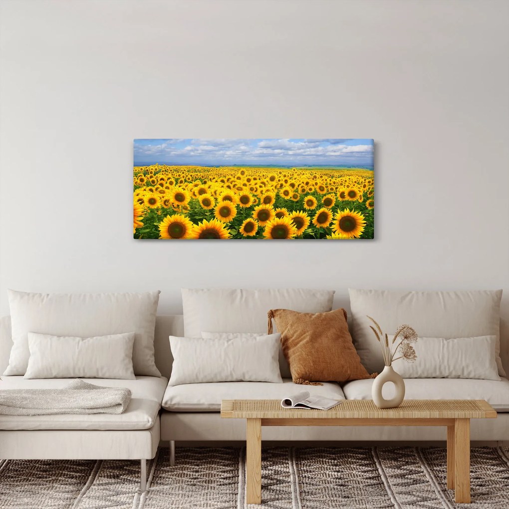 Obraz slnečnicového poľa (120x50 cm)