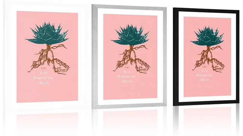 Plagát s paspartou a nápisom Aloe Barbadensis Miller - 30x45 white