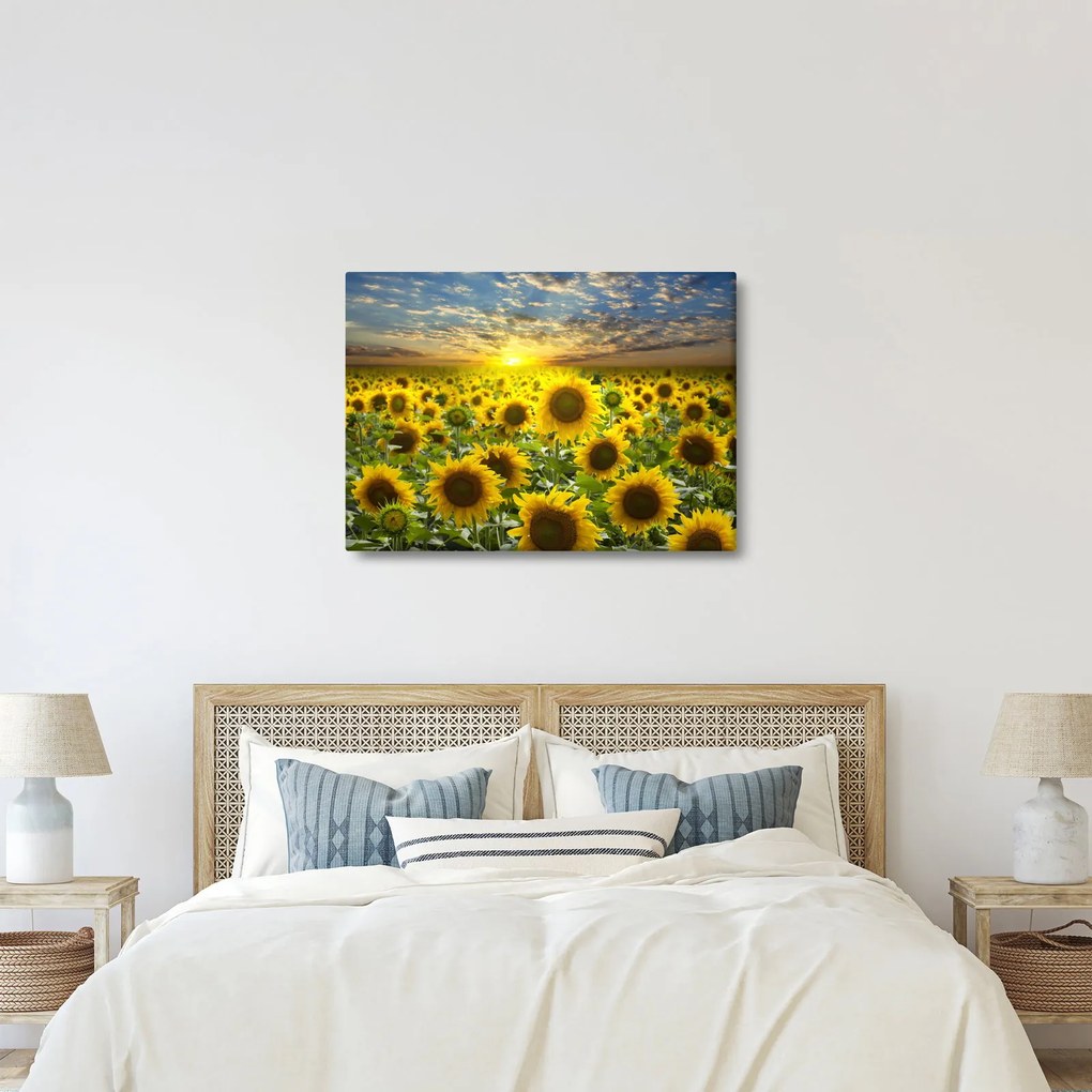 Obraz - Slnečnica pri západe slnka (70x50 cm)