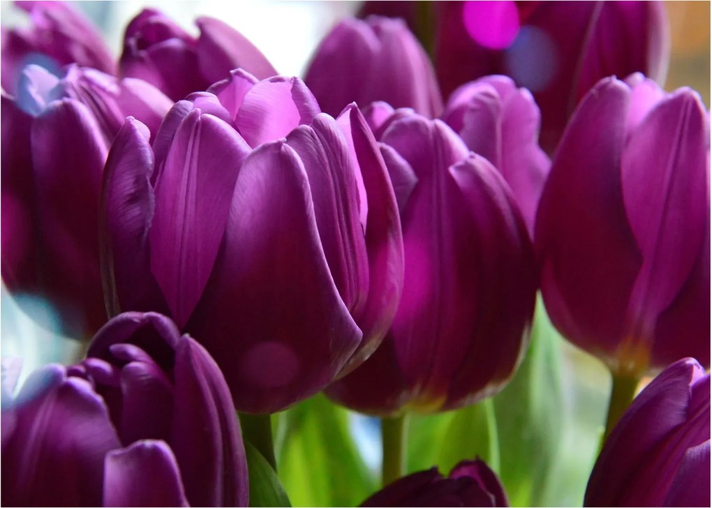 Obraz tulipánov (70x50 cm)