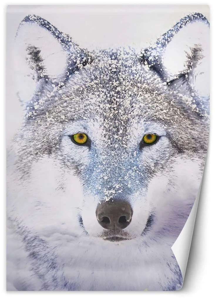 Gario Fototapeta Portrét vlka v zime Materiál: Vliesová, Rozmery: 100 x 140 cm