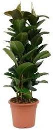 Fikus - Ficus elastica "Robusta" 35x140 cm