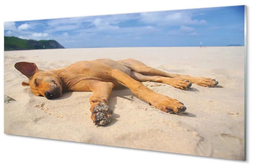 Obraz na akrylátovom skle Ležiaci pes pláž 140x70 cm
