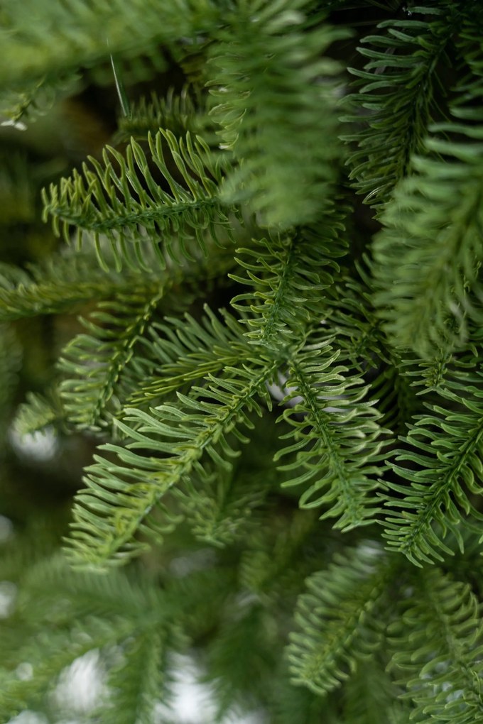 Limpol Vianočný stromček Jedľa Sevilla Výška stromčeka: 170 cm