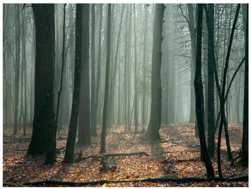 Artgeist Fototapeta - Witches' forest Veľkosť: 196x154, Verzia: Samolepiaca