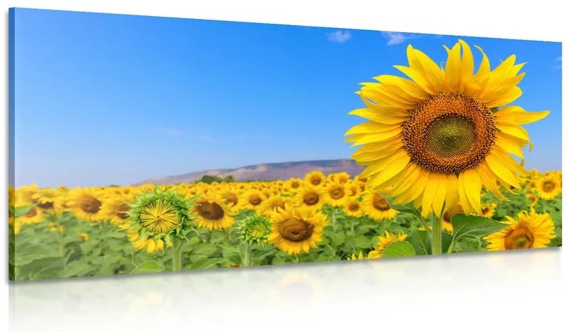 Obraz pole slnečníc