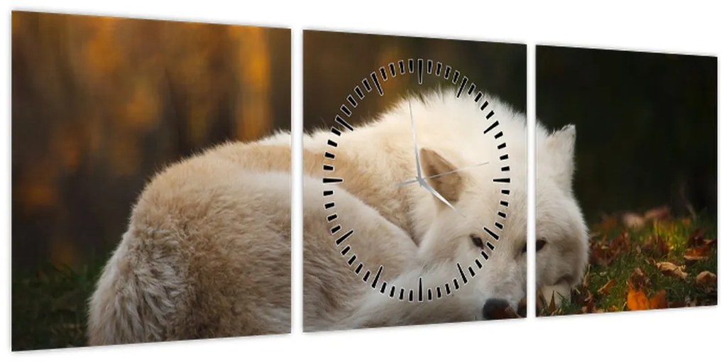 Obraz - Odpočívajúci vlk (s hodinami) (90x30 cm)