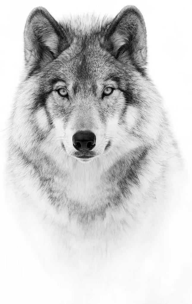 Umelecká fotografie Portrait of a Timber Wolf, Jim Cumming, (30 x 40 cm)