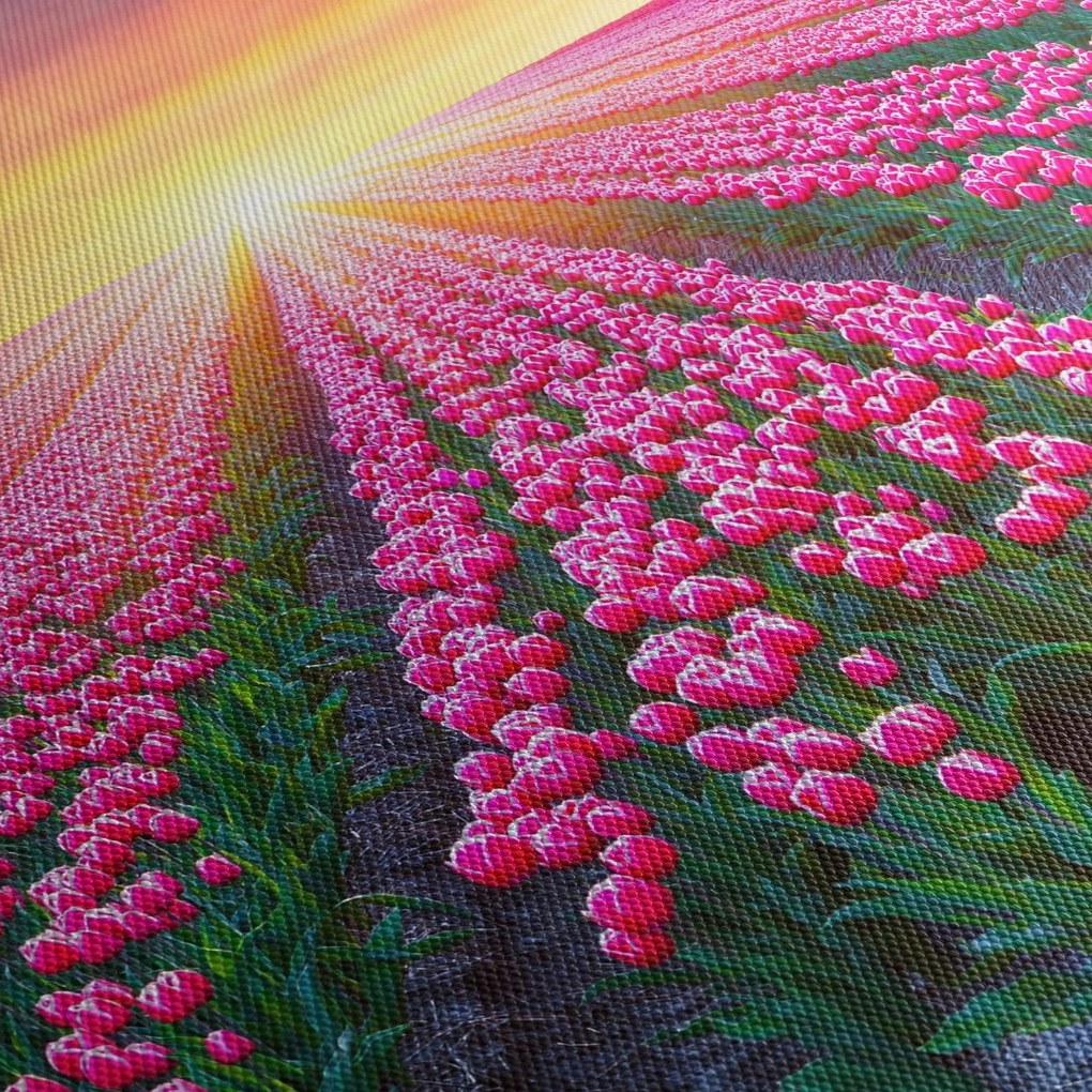 Obraz poľa tulipánov so slnkom (120x50 cm)