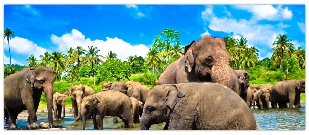 Obraz - Slony, Sri Lanka (120x50 cm)