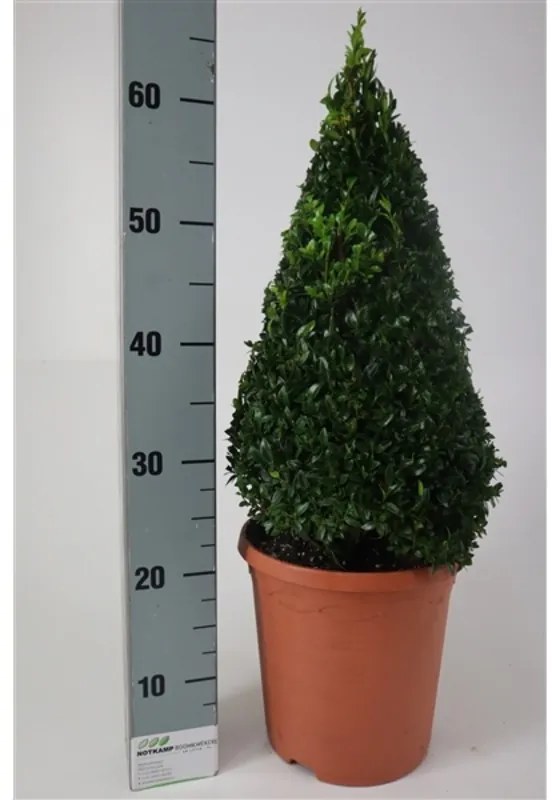 Buxus sempervirens pyramid 23x50 cm