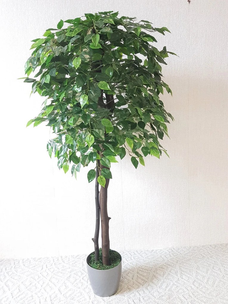 Fikus Benjamin 160 cm