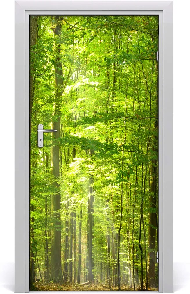 Fototapeta na dvere  bukový les