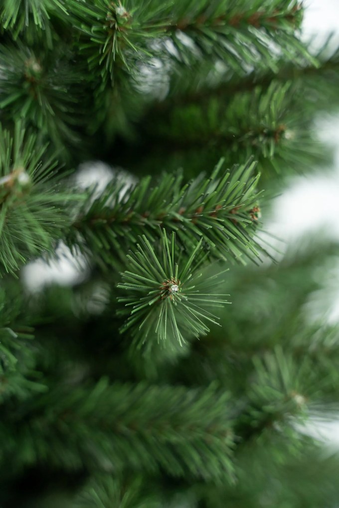 Limpol Jedľa Karolina 1,50 m