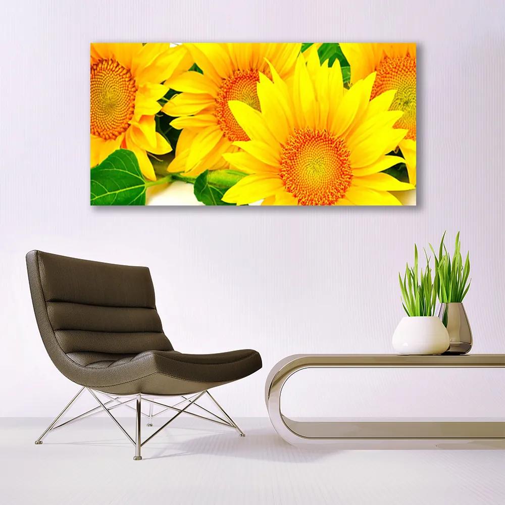 Obraz plexi Slnečnica kvet príroda 120x60 cm