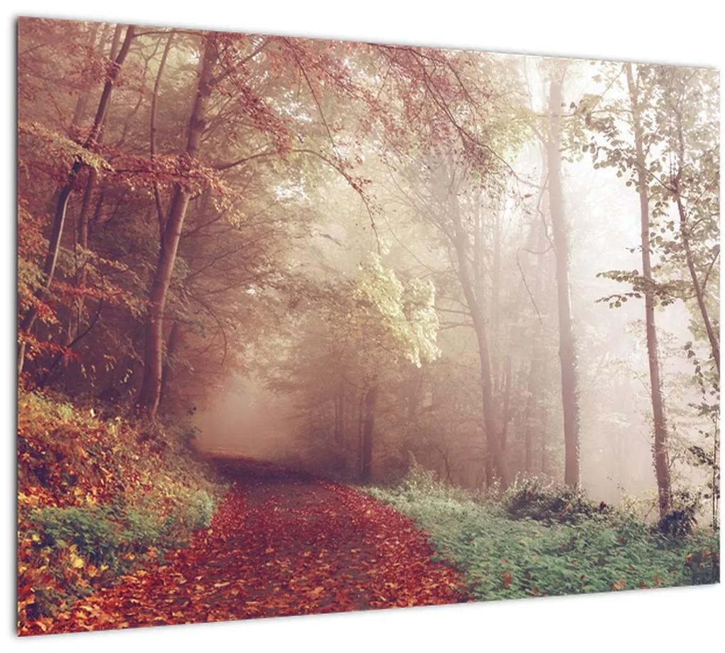 Obraz - Jesenná prechádzka lesom (70x50 cm)