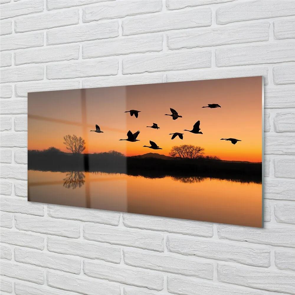 Sklenený obraz Lietajúce vtáky sunset 120x60 cm