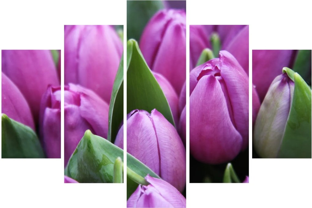 Obraz - kvety tulipánov (150x105 cm)