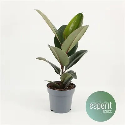 Ficus elastica 17x50 cm