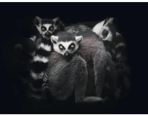 Fototapeta vliesová Lemur 243x184 cm