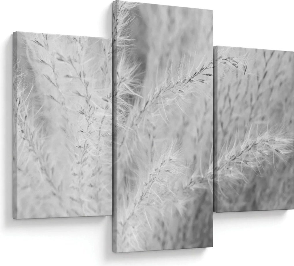 Obraz - Pampas grass N⁰1 (90x60 cm)