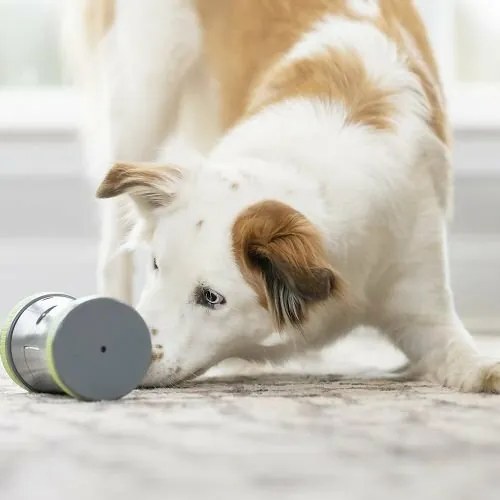 PetSafe® Kibble Chase™ Elektronická hračka pre psov