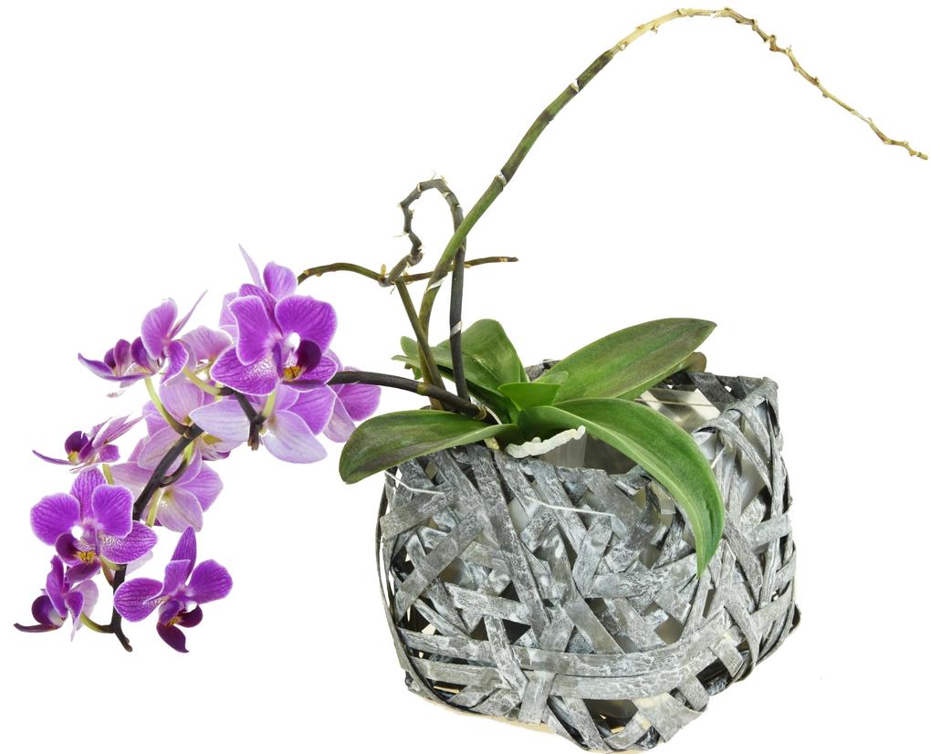 Hranatý květináč z dýhy šedý s igelitovou vložkou Rozměry (cm): 21x21, v. 16