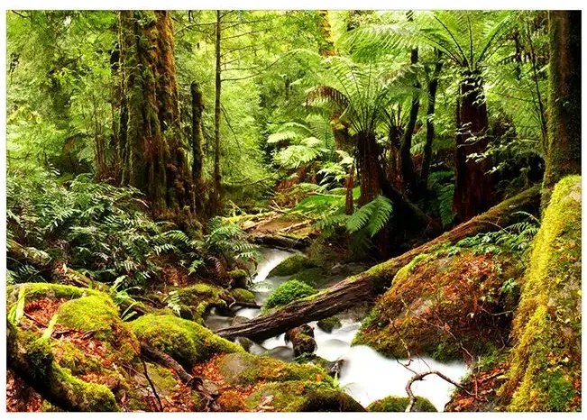 Fototapeta - Forest Brook Veľkosť: 98x70, Verzia: Samolepiaca