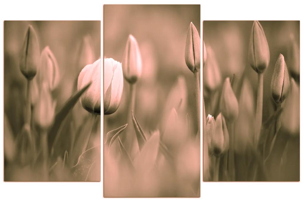 Obraz na plátne - Tulipán kvitnúci 101FC (105x70 cm)