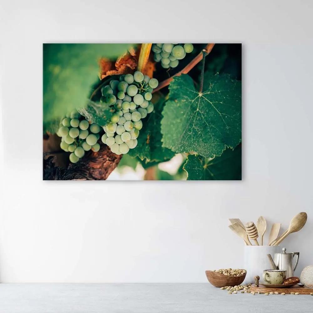 Obraz na plátně Hrozny Rostlina Hrozny Ovoce - 120x80 cm
