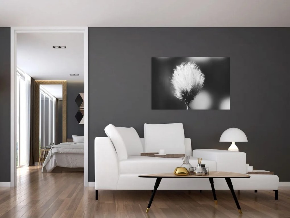 Obraz - Čiernobiely cottongrass (90x60 cm)