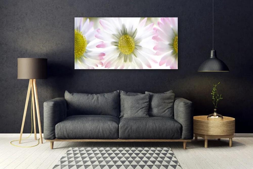 Obraz na akrylátovom skle Sedmokráska rastlina príroda 120x60 cm