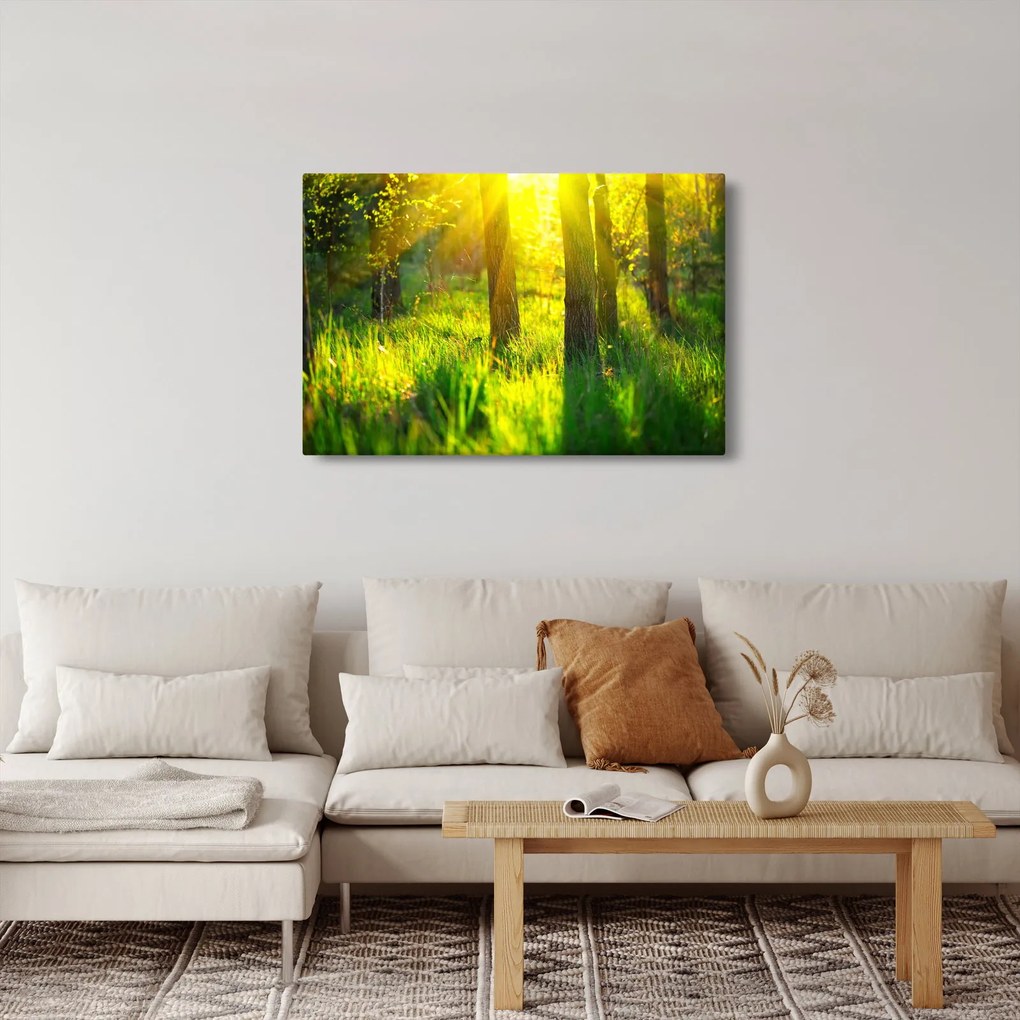 Obraz - Jarné prebúdzanie lesa (90x60 cm)