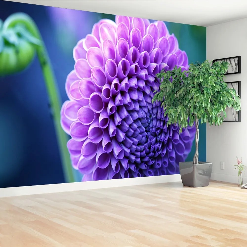 Fototapeta Vliesová Fialová dahlia 250x104 cm