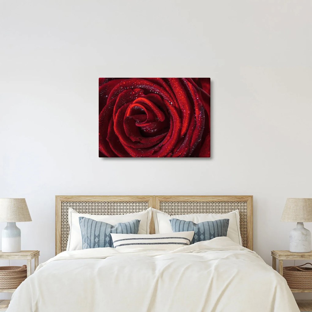 Obraz - Červená ruža s kvapkami rosy (70x50 cm)