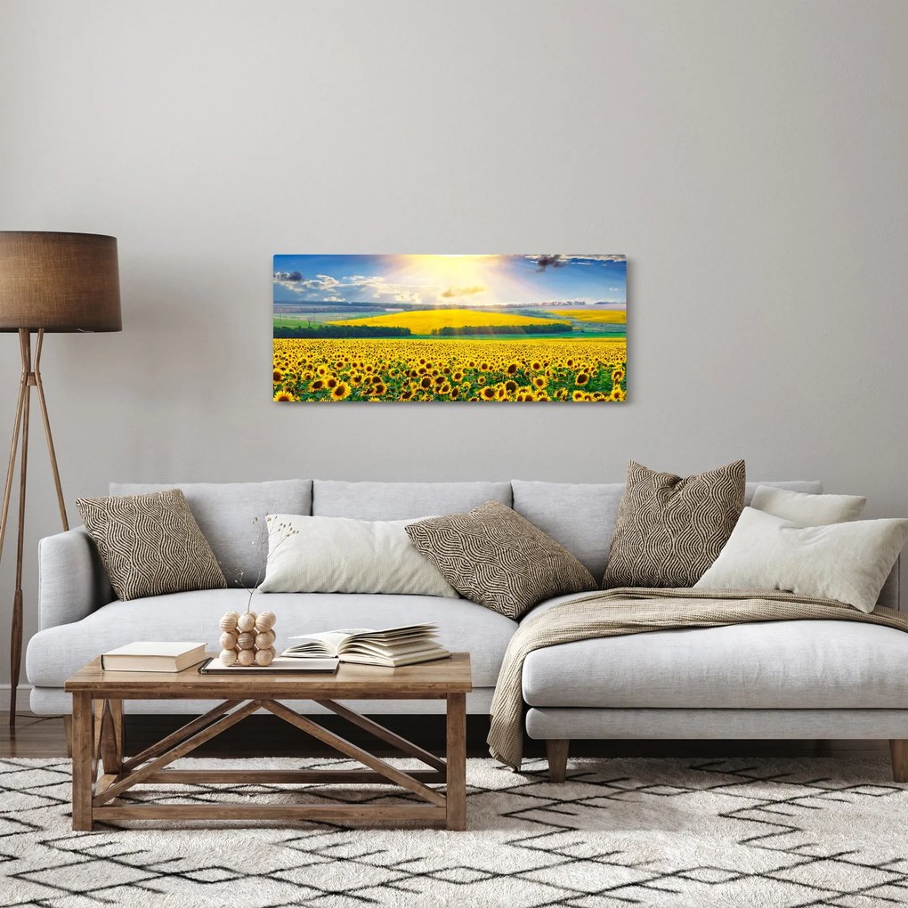 Obraz - Pole slnečníc (120x50 cm)