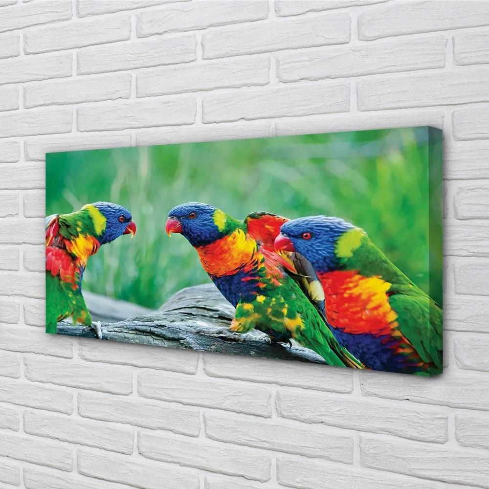 Obraz na plátne Farebný papagáj stromu 120x60 cm