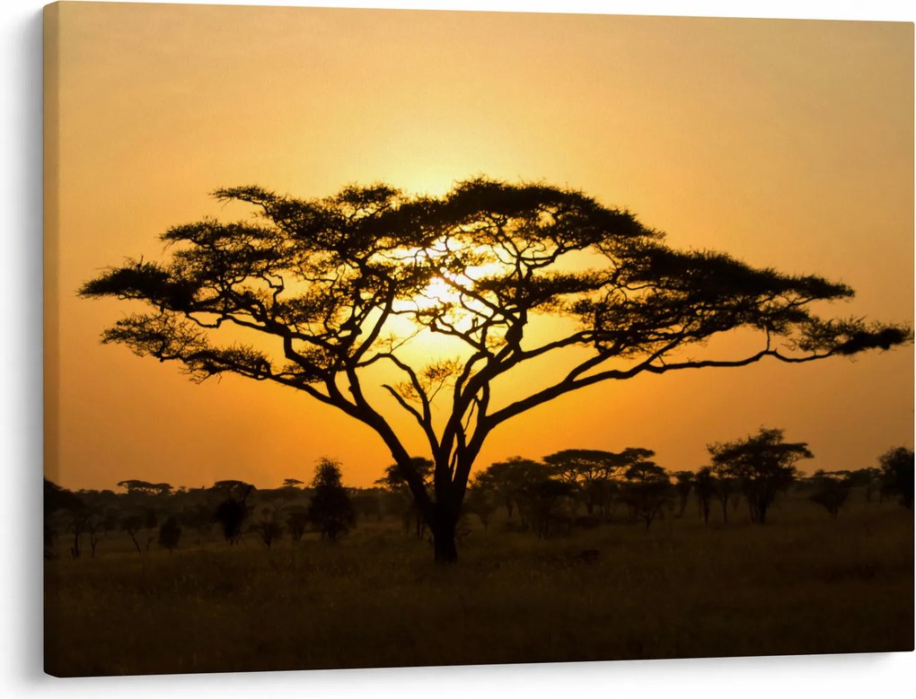Obraz - Africká savana (70x50 cm)