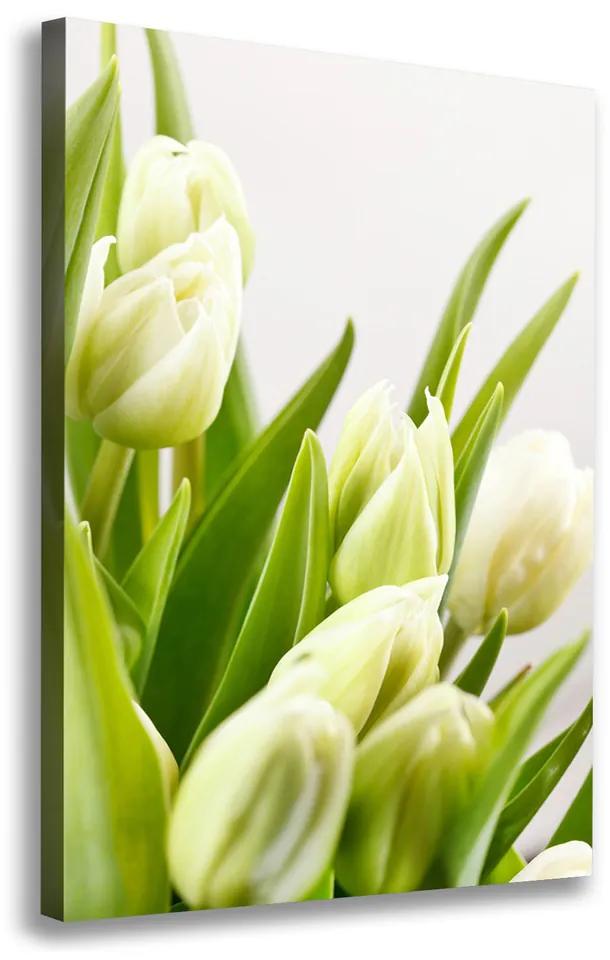Foto obraz na plátne Biele tulipány pl-oc-70x100-f-48191283