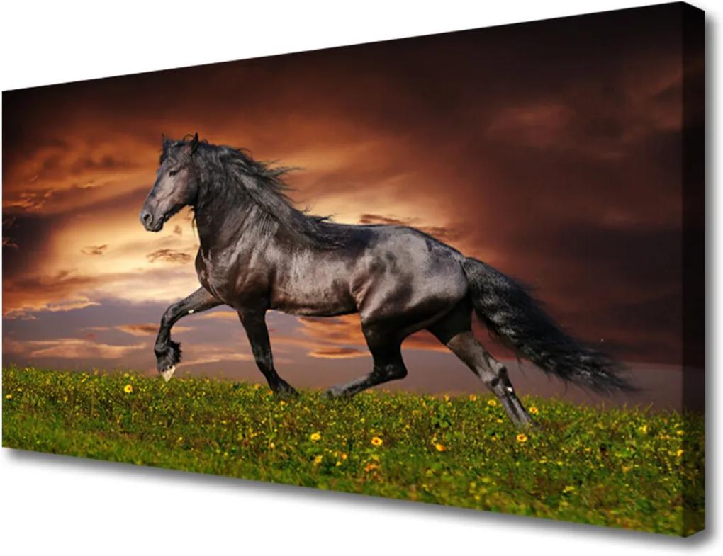 Obraz na plátně Čierny Kôň Lúka Zvieratá