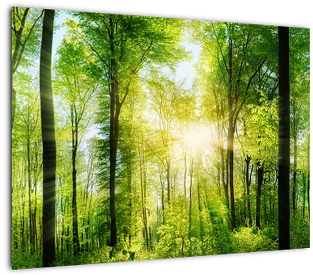 Sklenený obraz - Svitanie v lese (70x50 cm)